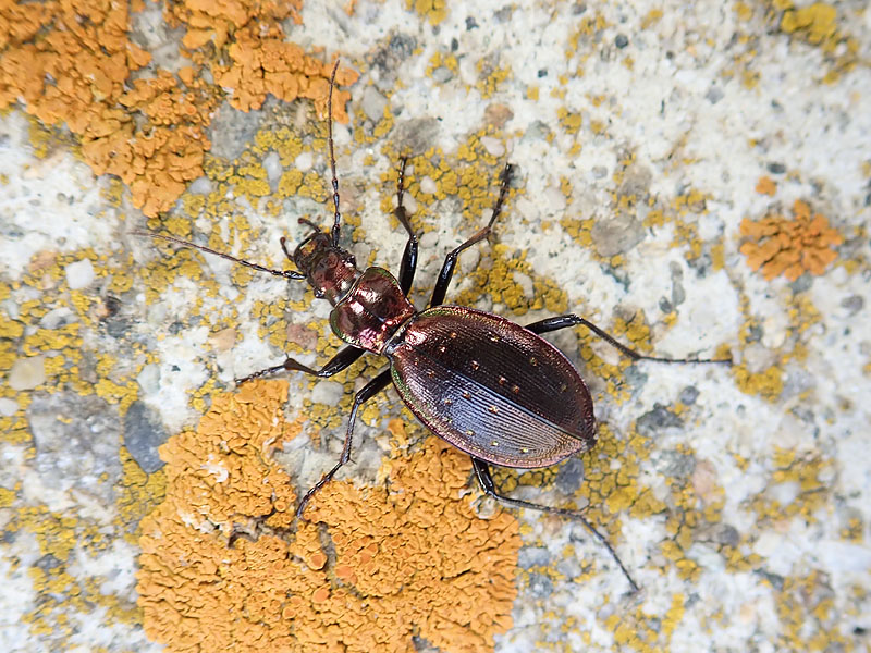 Carabidae: Carabus depressus